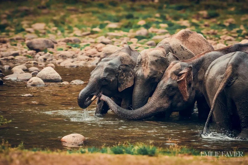 elephant