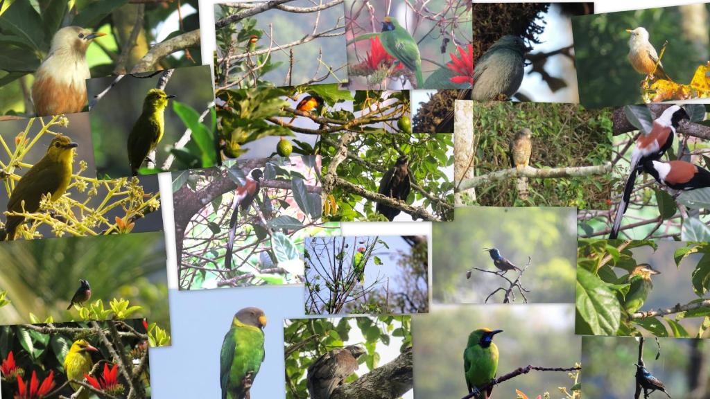 Birds